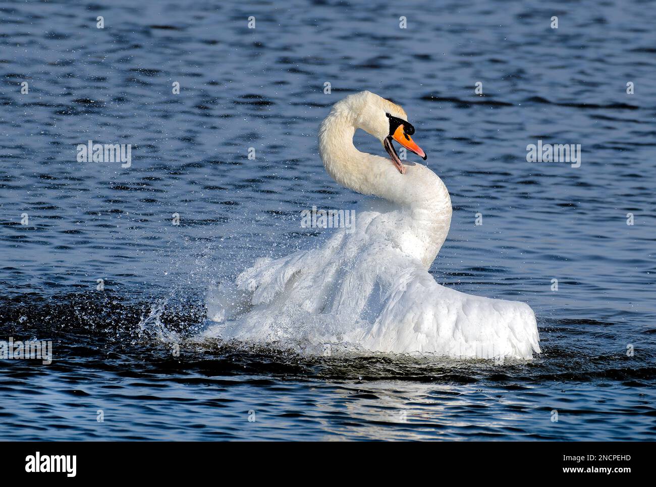 Muto cigno facendo un bagno Foto Stock