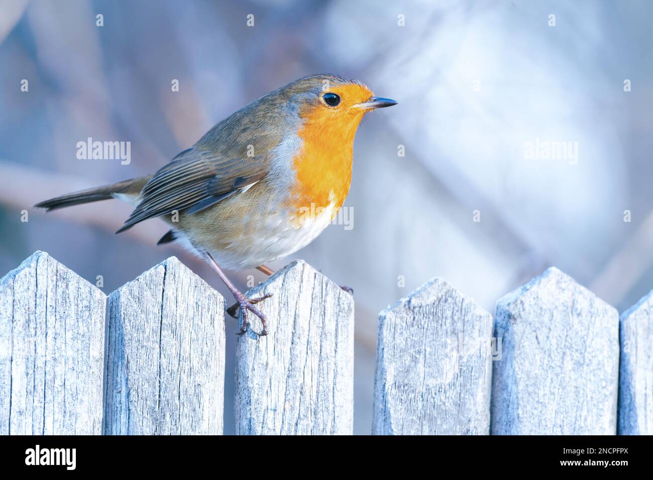 Pettirosso europeo (Erithacus rubecula) appollaiato su una recinzione di legno ghiacciata in inverno Foto Stock