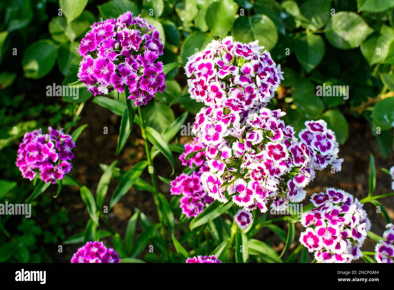 Molti piccoli fiori rosa vivace di Dianthus barbatus o la dolce pianta William in un giardino in stile cottage britannico in una giornata di sole estate, bellissimo outdo Foto Stock