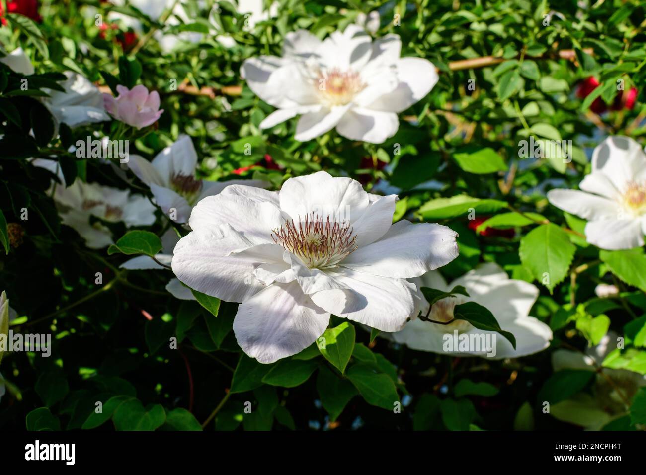 Molti clematis bianco delicato fiore, anche conosciuto come la gioia del viaggiatore, fiore di cuoio o vaso vite, in un giardino di primavera soleggiato, bella ba floreale all'aperto Foto Stock