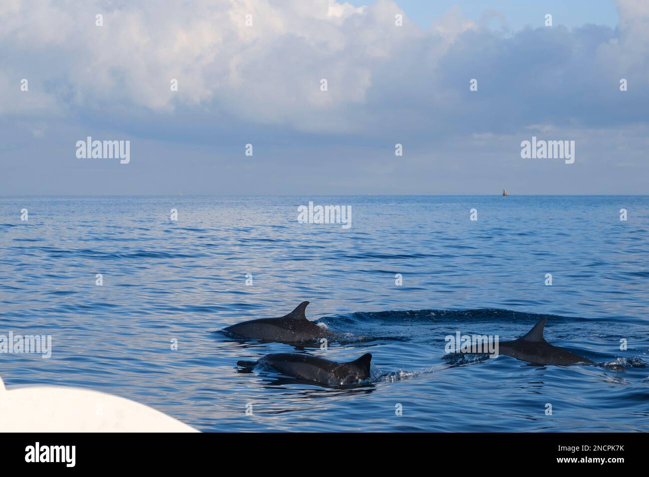 Un gruppo di delfini appare nel mare a Lovina Beach, Bali. Dolphines attrazione al mare Foto Stock