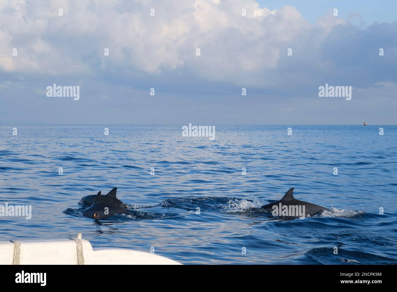 Un gruppo di delfini appare nel mare a Lovina Beach, Bali. Dolphines attrazione al mare Foto Stock