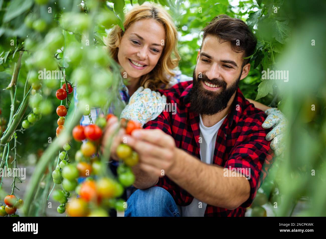 Il team amichevole raccoglie verdure fresche dal giardino serra sul tetto Foto Stock