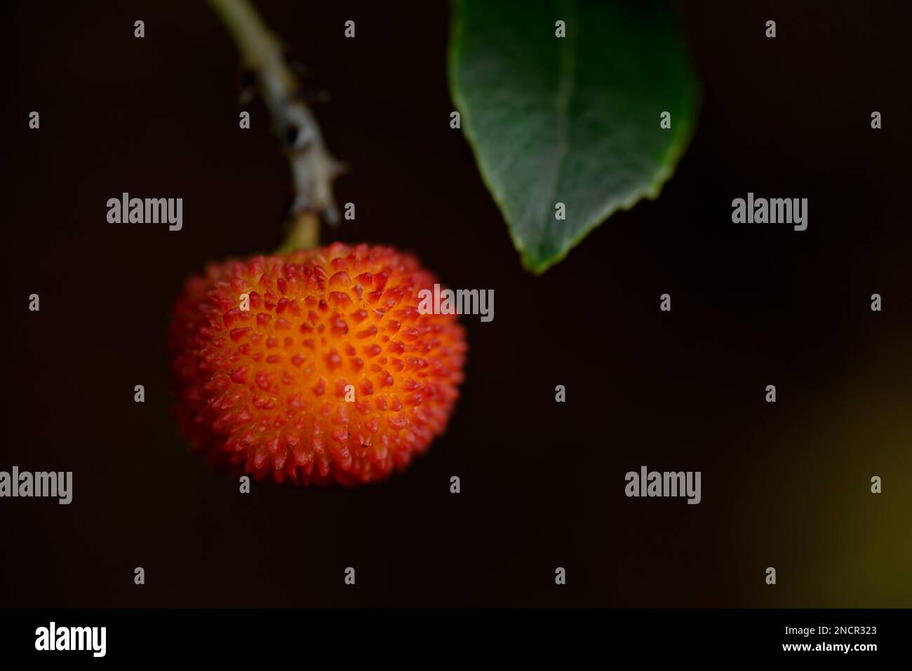 Arbutus unedo. Frutta di albero di fragola. Foto Stock