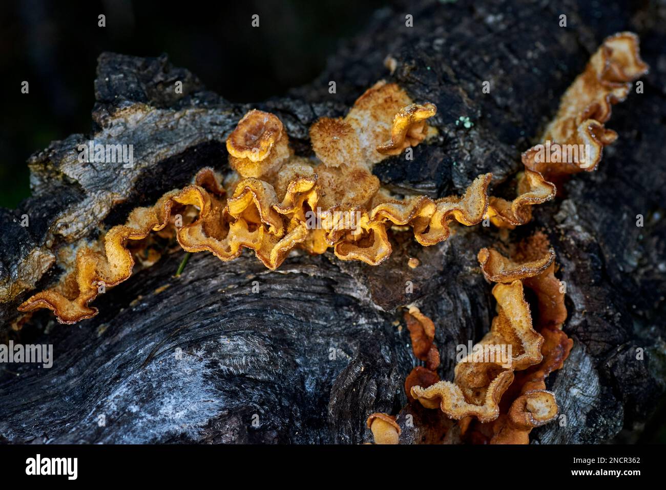 Stereum hirsutum su legno morto. Sierra de Espadán. Comunitat Valenciana. Spagna. Foto Stock
