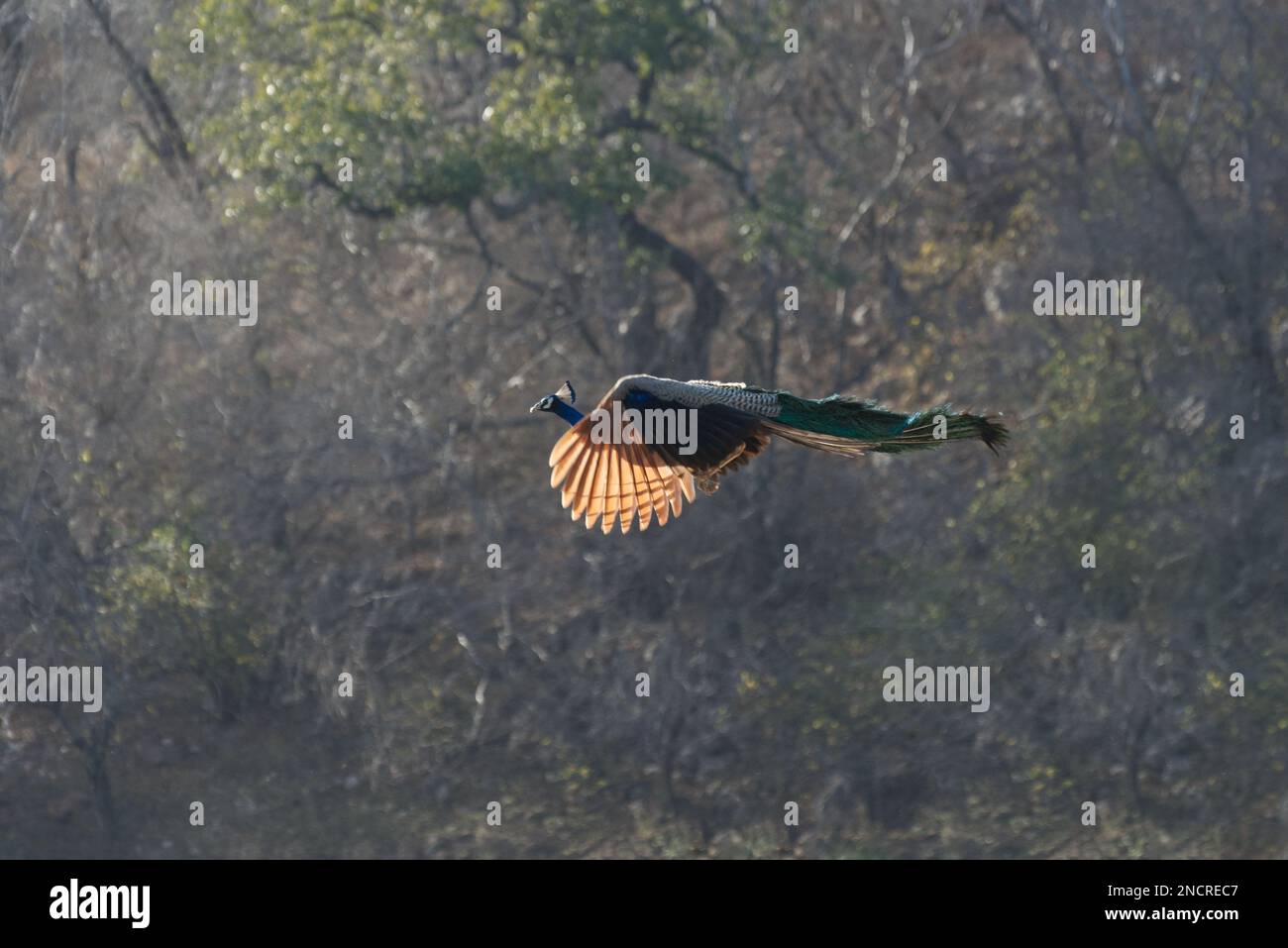 Un pavone indiano selvaggio che vola sullo sfondo delle foreste di Ranthambhore nel nord dell'India Foto Stock