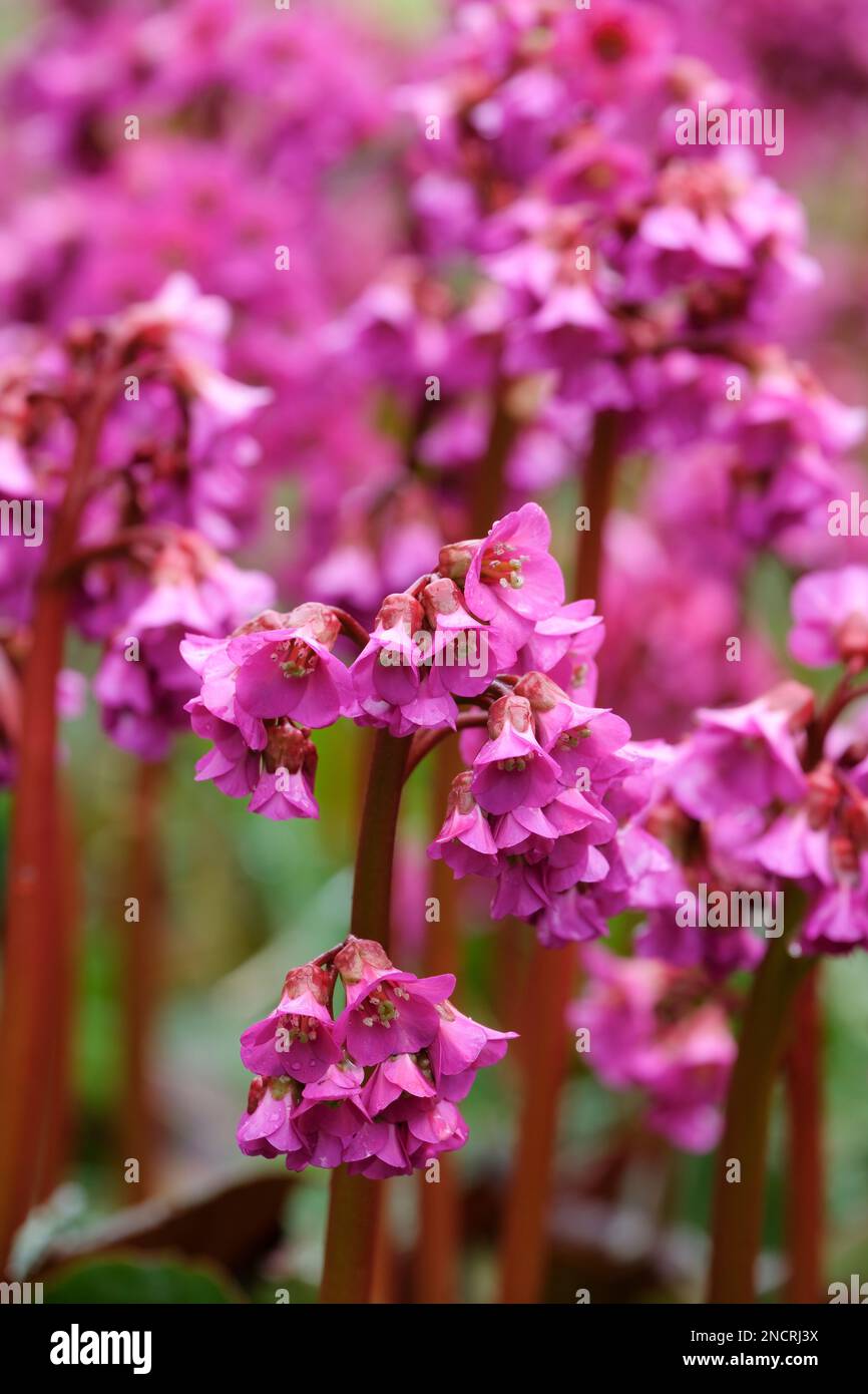 Bergenia cordifolia Eroica, orecchie di elefante Eroica, perenne sempreverde, fiori viola-rosa su alti steli rossi, Foto Stock