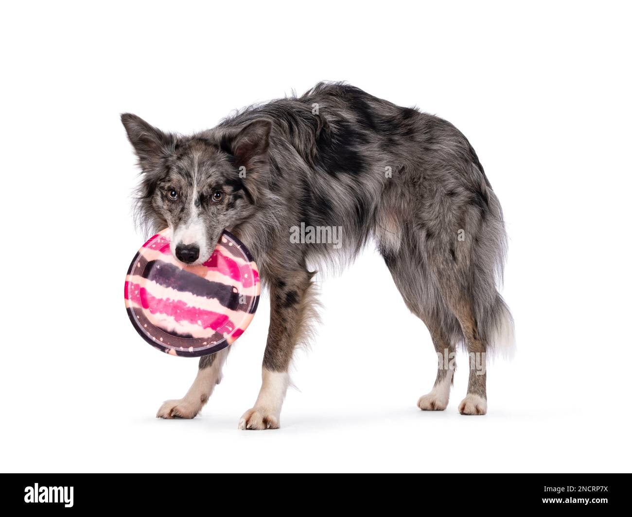 Blue merle Border Collie cane, in piedi modi laterali tenendo il frisbee in bocca. Guardando direttamente alla fotocamera. isolato su sfondo bianco. Foto Stock