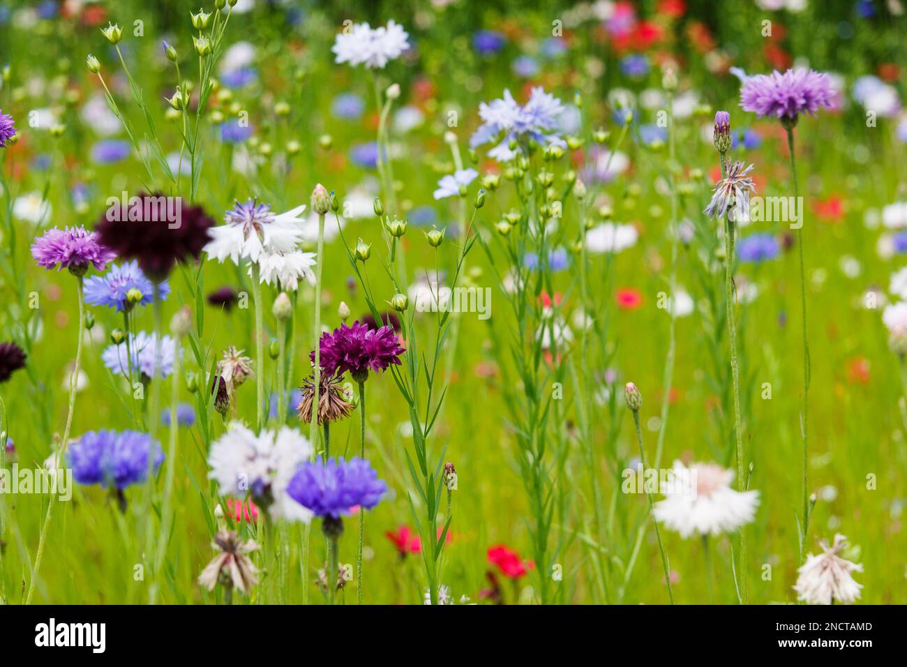 Un mix di fiori di mais ombreggiati pastello fiorisce e si sbiad contro una tela verde calce di erbe. Foto Stock