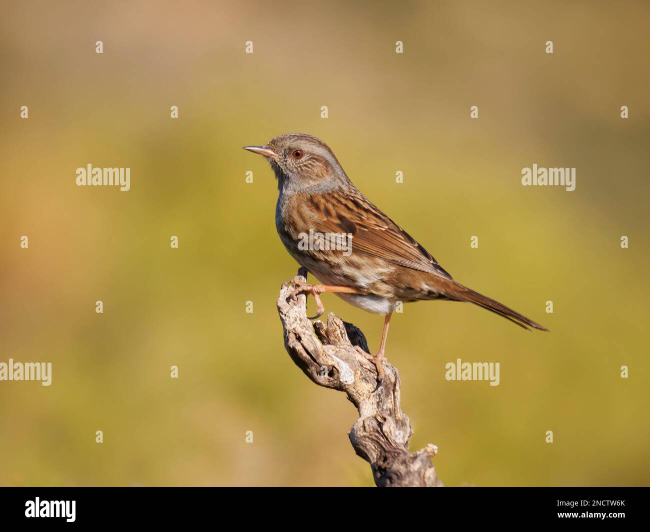 Dunnock Prunella modulo Valencia, Spagna BI035311 Foto Stock