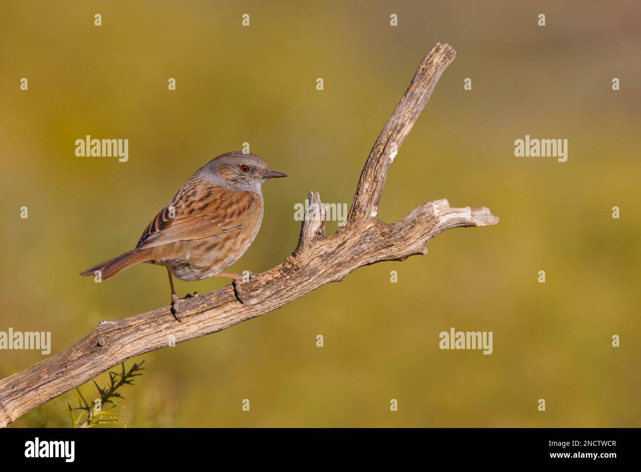 Dunnock Prunella modulo Valencia, Spagna BI035317 Foto Stock