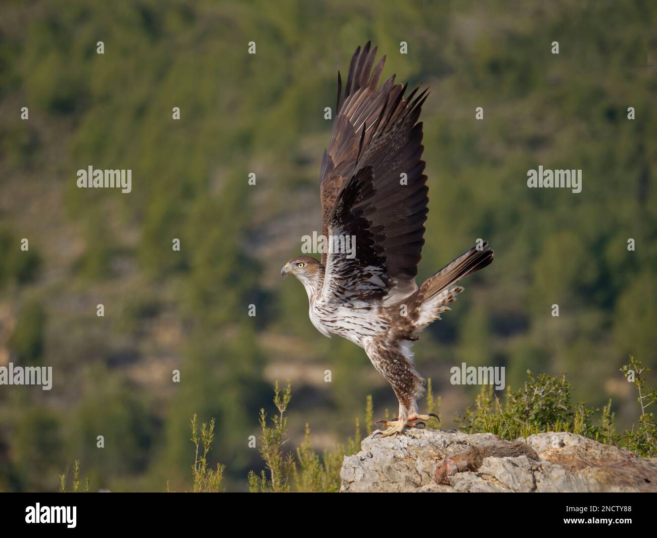 Bonellis Eagle – maschio decollo Aquila fasciata Valencia, Spagna BI035351 Foto Stock