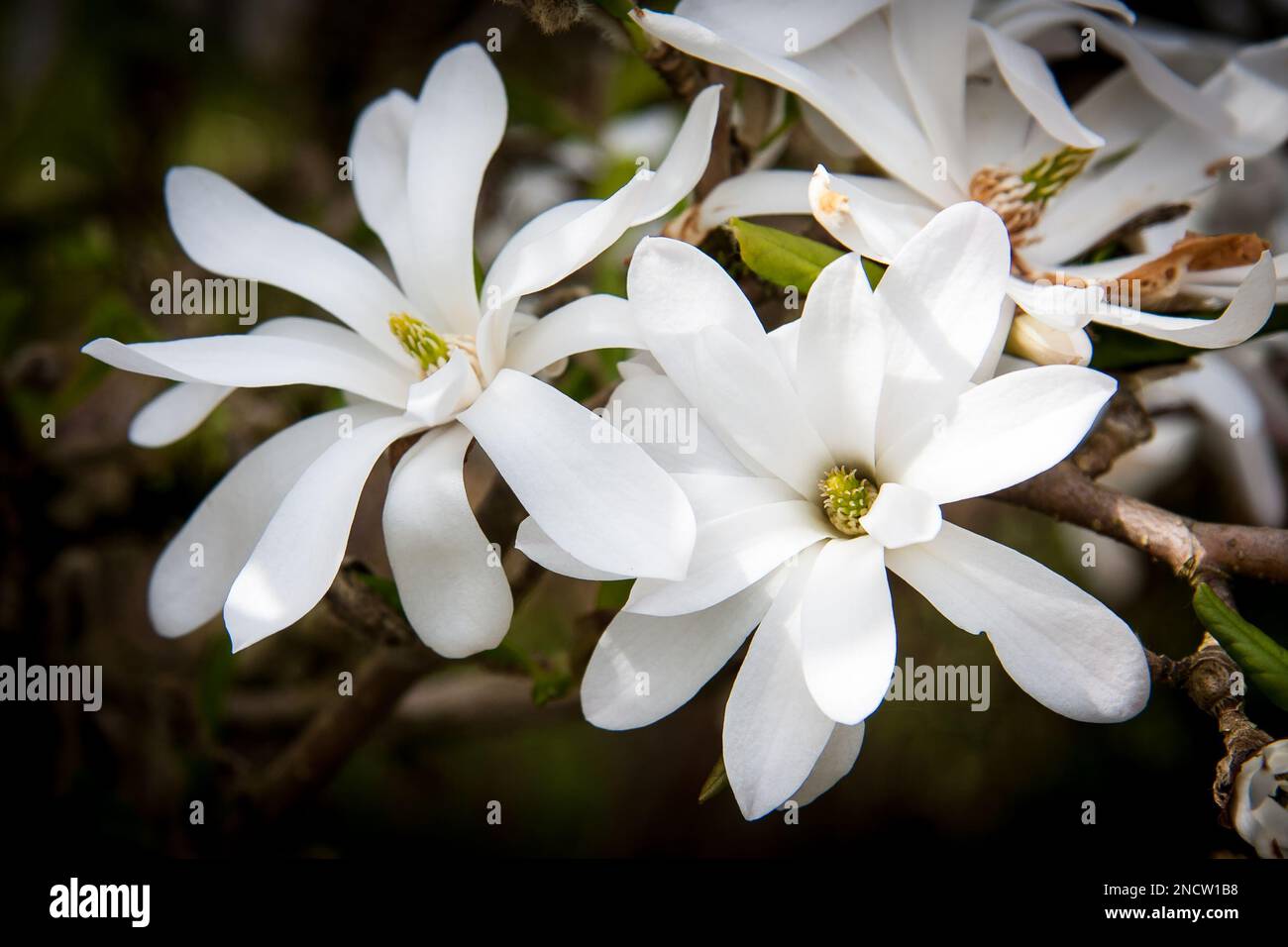 Magnolia fiori primo piano Foto Stock