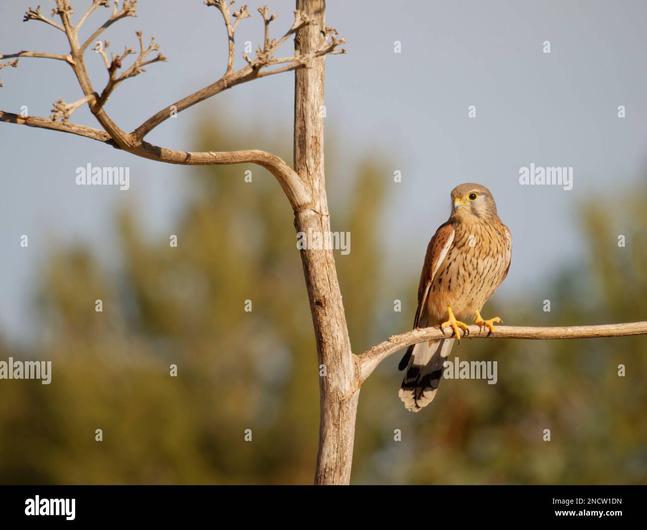 Kestrel - arroccato in albero Falco tinnunculus Valencia, Spagna BI035521 Foto Stock