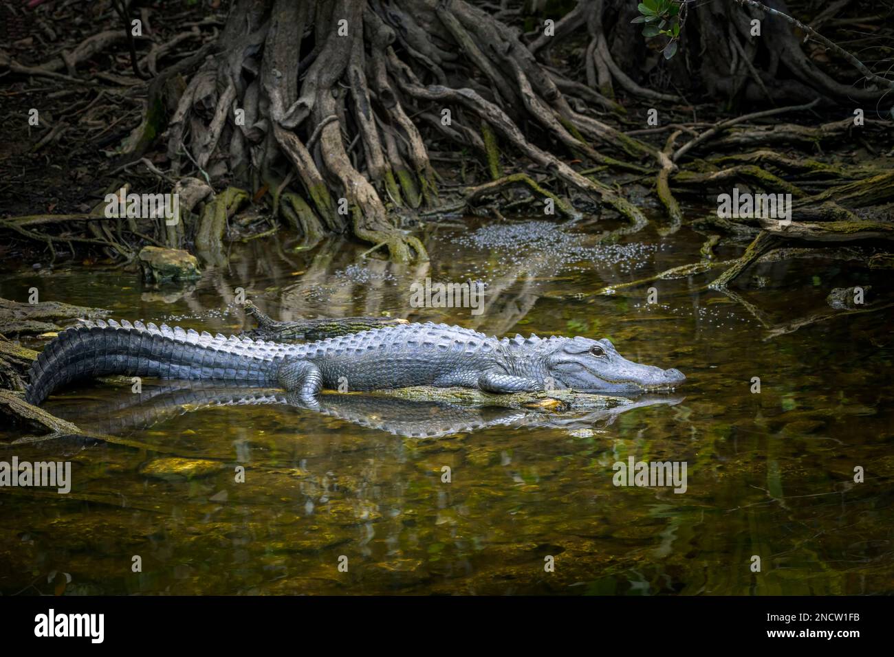 Alligatore americano (Alligator mississippiensis) sdraiato in radice di cipresso nella palude, riserva nazionale Big Cypress, Florida, Stati Uniti. Foto Stock