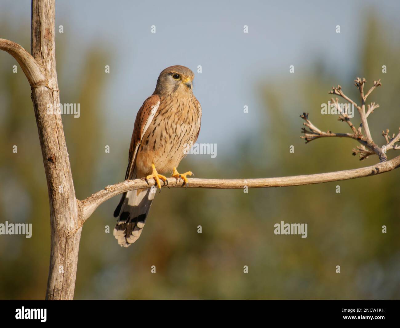 Kestrel - arroccato in albero Falco tinnunculus Valencia, Spagna BI035522 Foto Stock