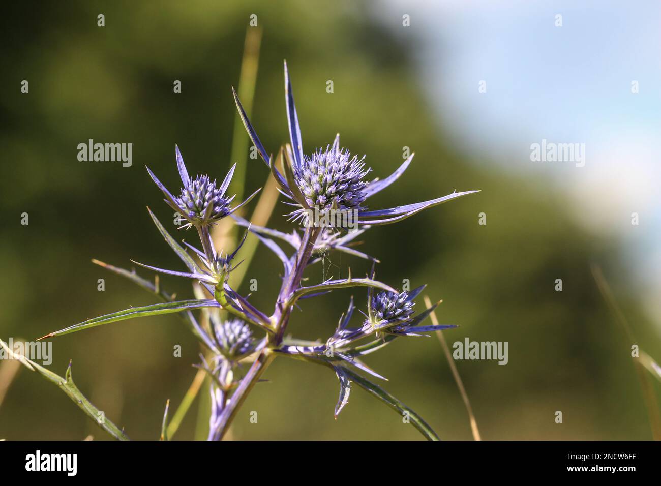 Eryngo di ametista bluastra (nome latino: Eryngium ametystinum) nel Montenegro settentrionale Foto Stock