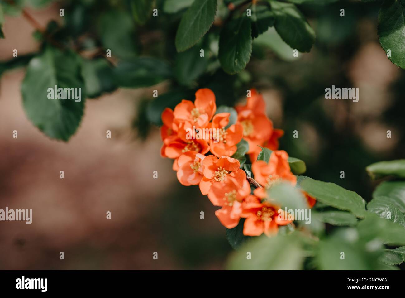 Cespuglio fiorito della mela giapponese Chaenomeles japonica Foto Stock