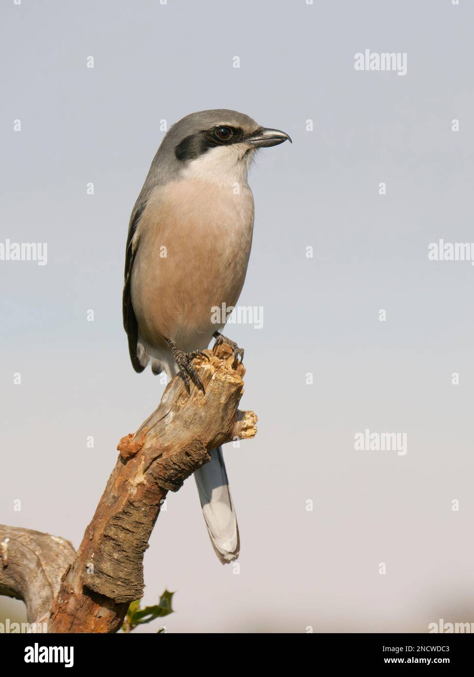 Grigio iberico Shrike Lanius meridionalis Valencia, Spagna BI035613 Foto Stock