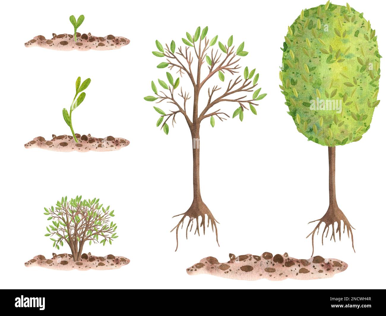 Acquerello insieme di illustrazioni con crescita, piantine, cespugli e alberi. fasi diverse di crescita, isolare. È adatto per la stampa, l'imballaggio, ta Foto Stock