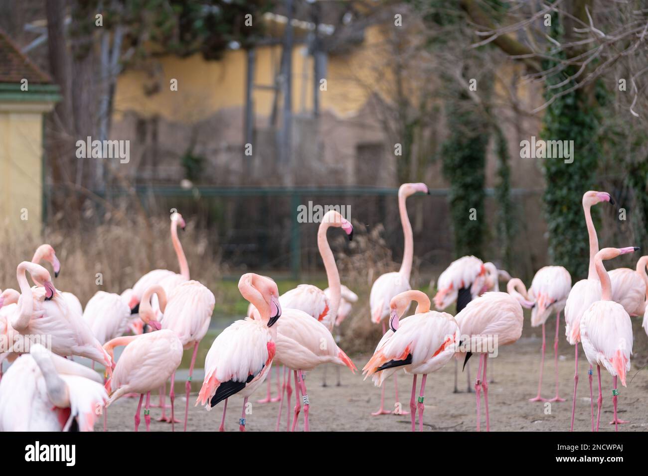 Gregge di grandi e bei fenicotteri (fenicottero roseo) nel parco. Foto Stock