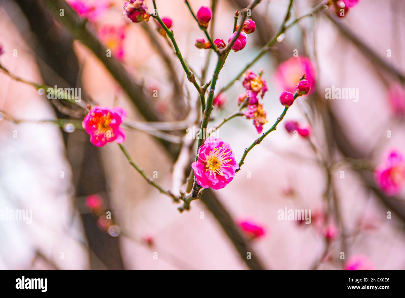 Ramo di un albero da frutto in fiore. Fiori stilizzati rosa e rosso di prugne mei, albicocche selvatiche e sakura. Acquerello e inchiostro in stile Sum Foto Stock