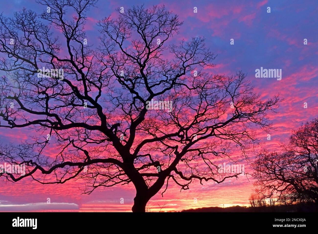 Tramonto invernale, con rami di alberi nudi, Wrights Green, Lumb Brook Rd, Appleton, Appleton Thorn, Warrington, Cheshire, Inghilterra, Regno Unito, WA4 3HN Foto Stock