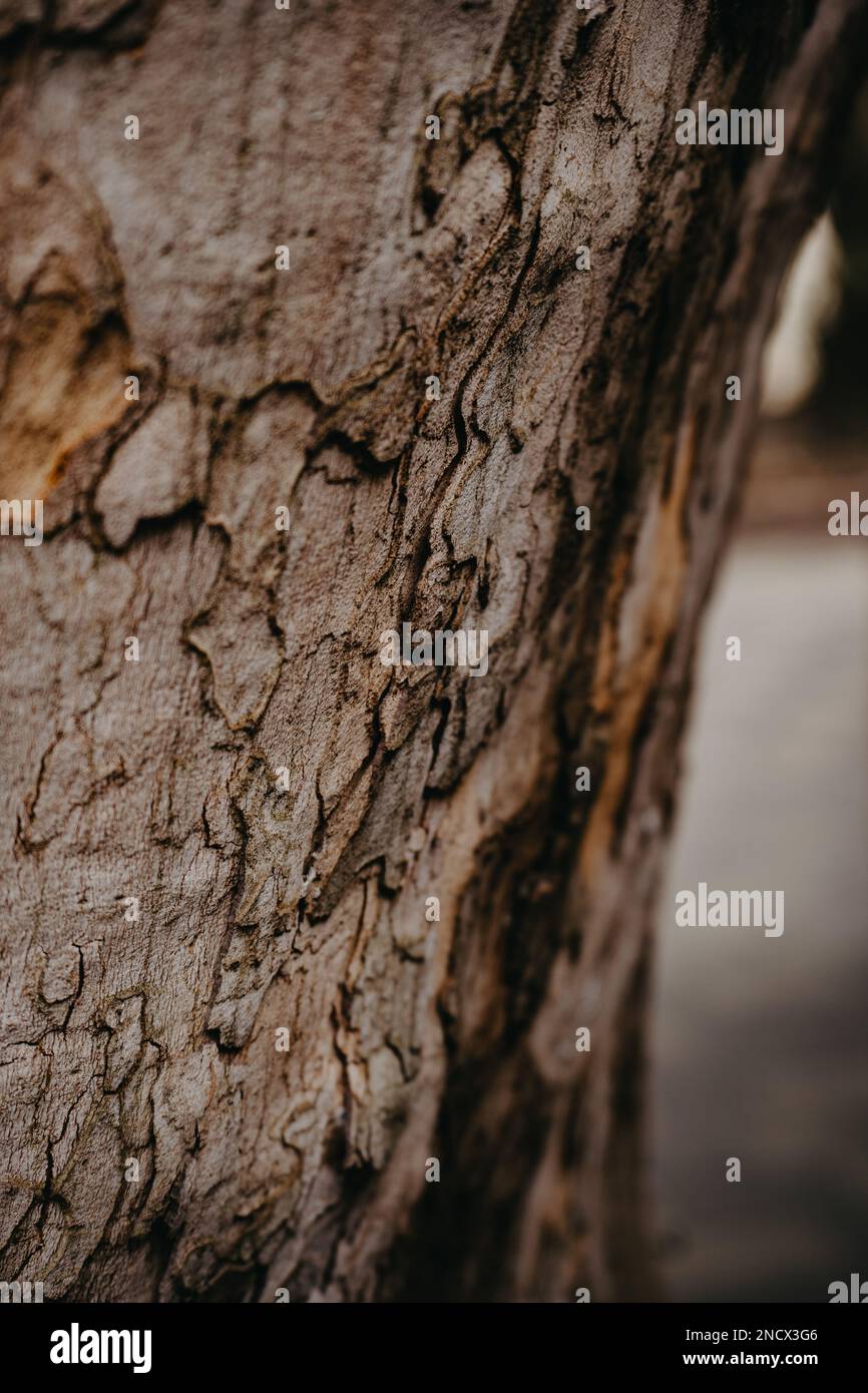 Corteccia di albero di sycamore nella foresta con ombre. Primo piano. Foto Stock