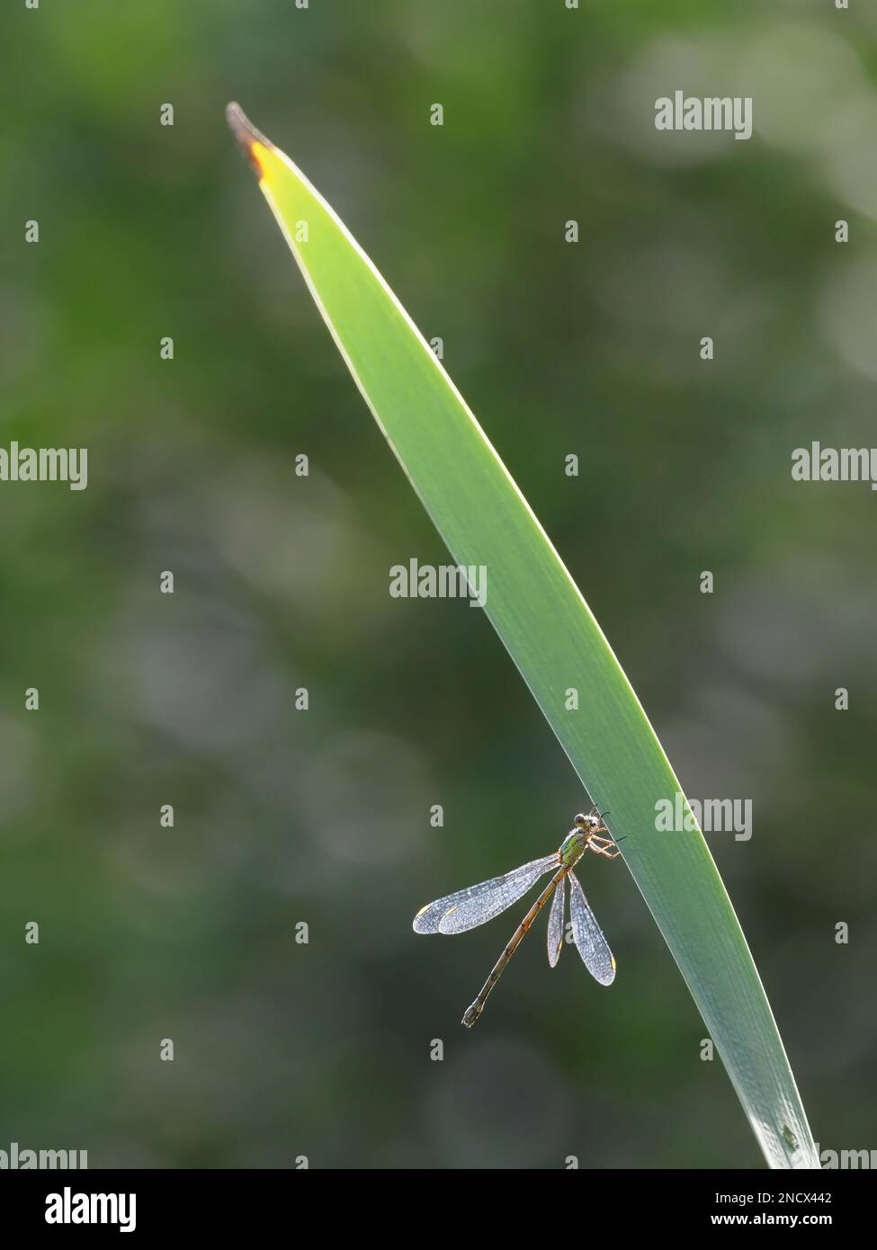 Willow Emerald Damselfly - controluce Chalcolestes viridis Essex, UK IN001653 Foto Stock