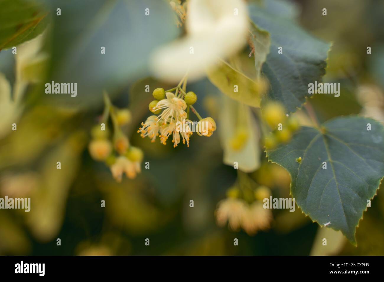 Linden fiorisce in giardino. Profondità di campo bassa. Primo piano Foto Stock