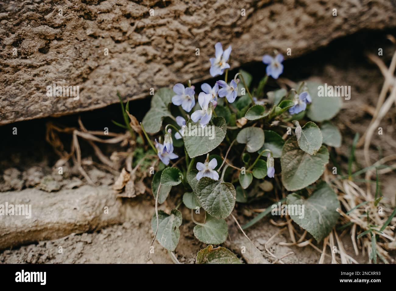 violette che crescono sul muro di pietra. messa a fuoco selettiva. natura. Foto Stock