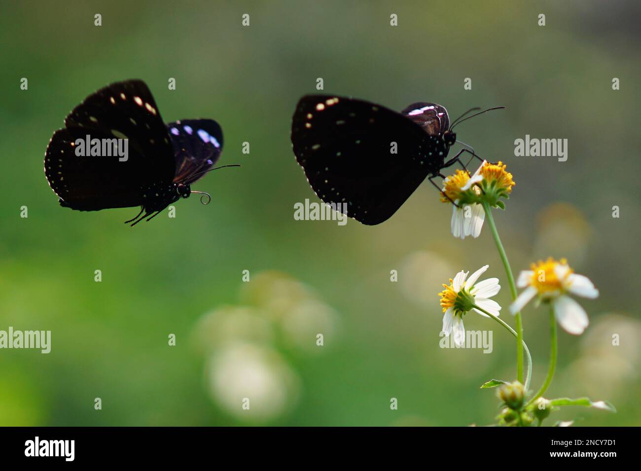Primo piano di due farfalle, Indonesia Foto Stock