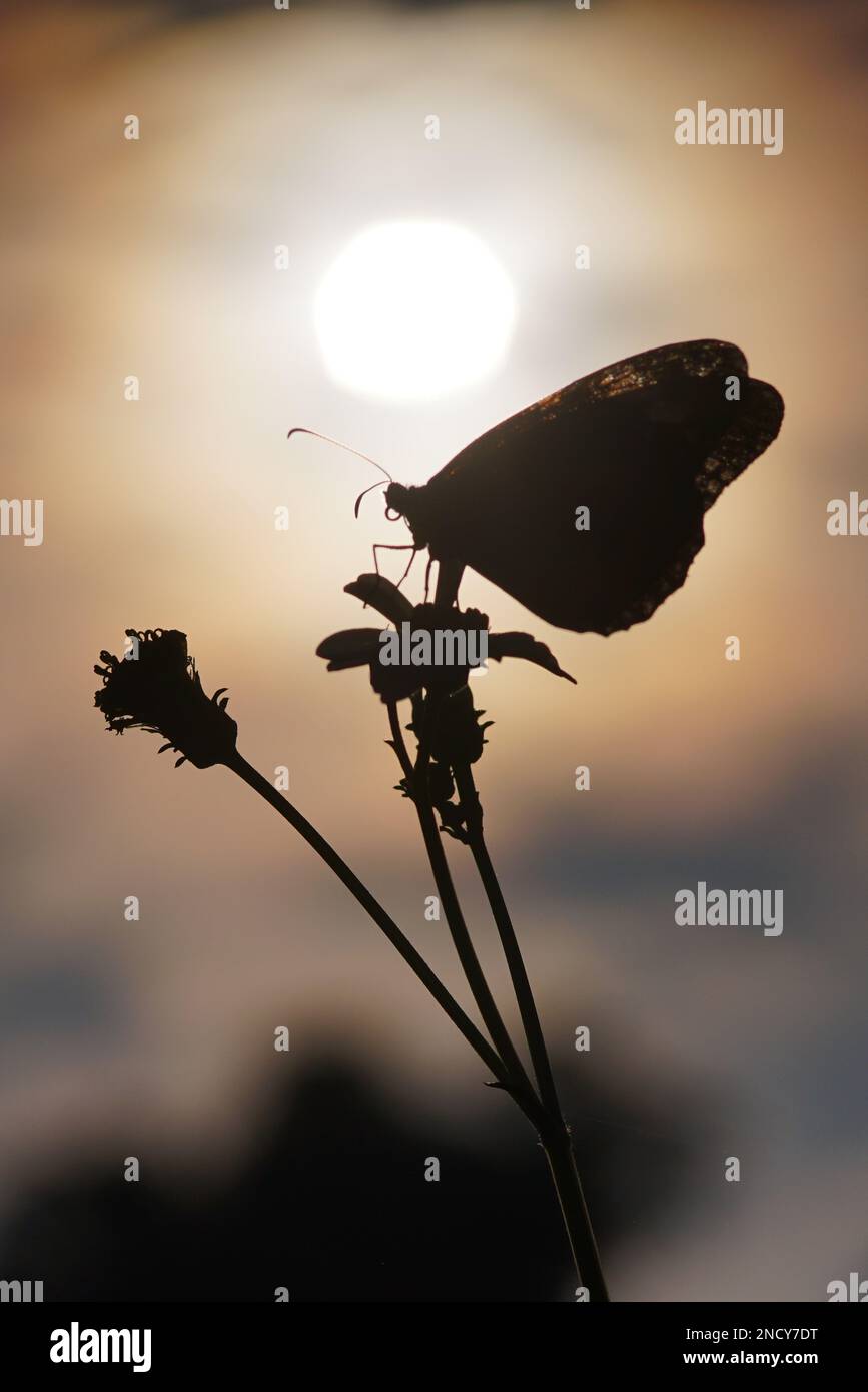 Primo piano di una farfalla su una pianta, Indonesia Foto Stock