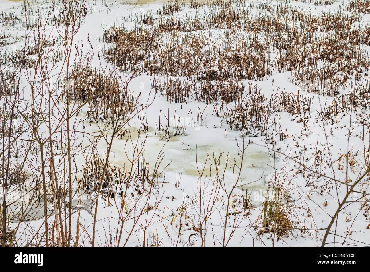 La palude ricoperta di neve e l'erba secca sono davvero incredibili in inverno Foto Stock