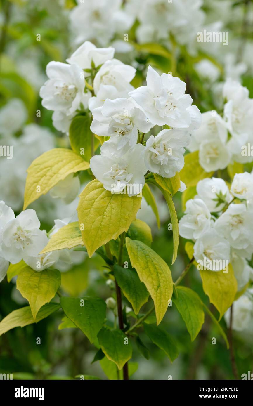 Philadelphus giallo collina, mock arancione giallo collina, arbusto deciduo, fogliame si sviluppa a verde-giallo durante la stagione. Bianco puro, da doppio a semi-do Foto Stock