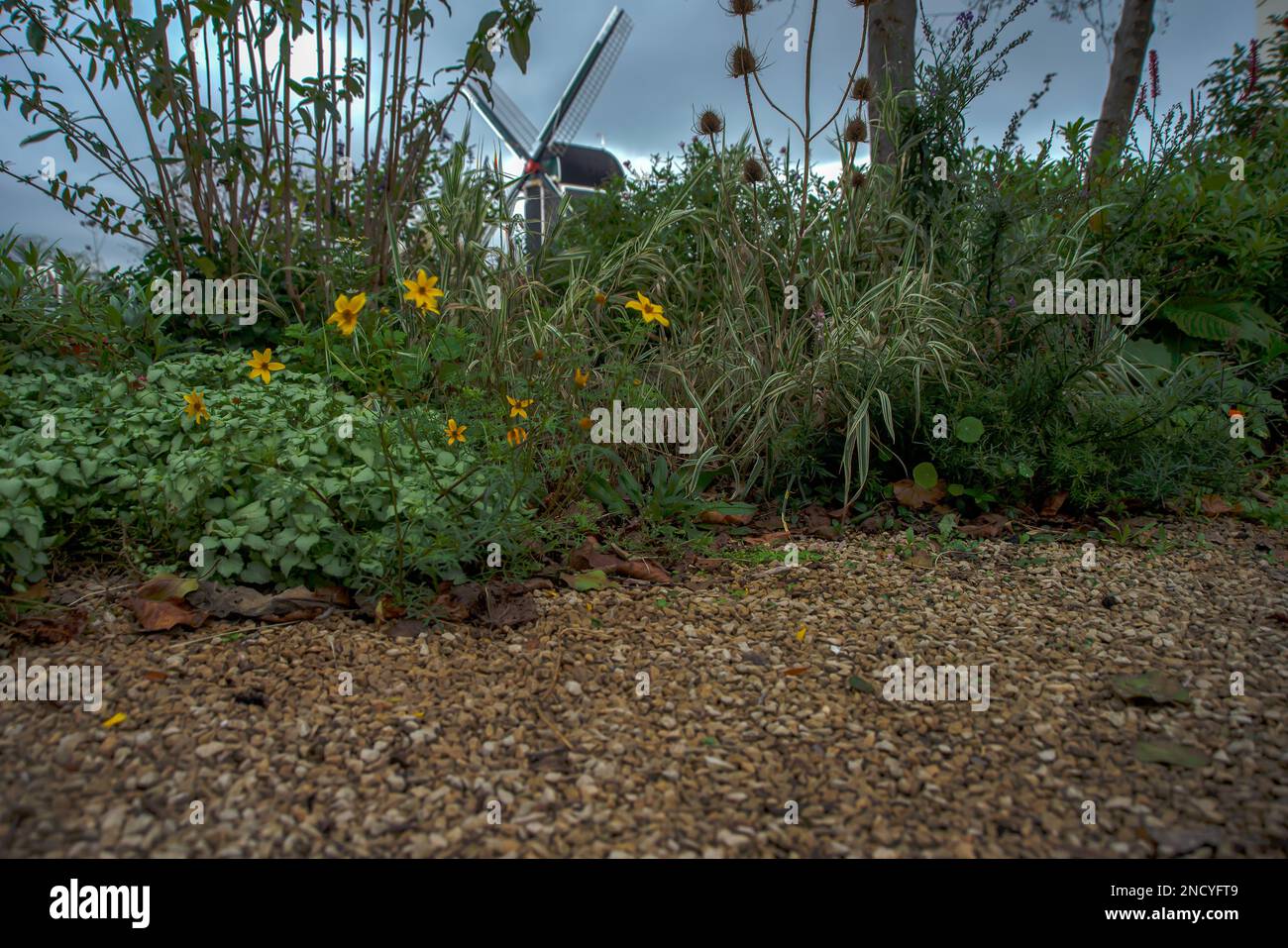 17 ottobre 2020 Leiden, Paesi Bassi, Fiori e immagine sfocata del Molen De Put, punto di riferimento dei Paesi Bassi meridionali, mulino a vento di Rembrandt costruito a Leiden da Foto Stock