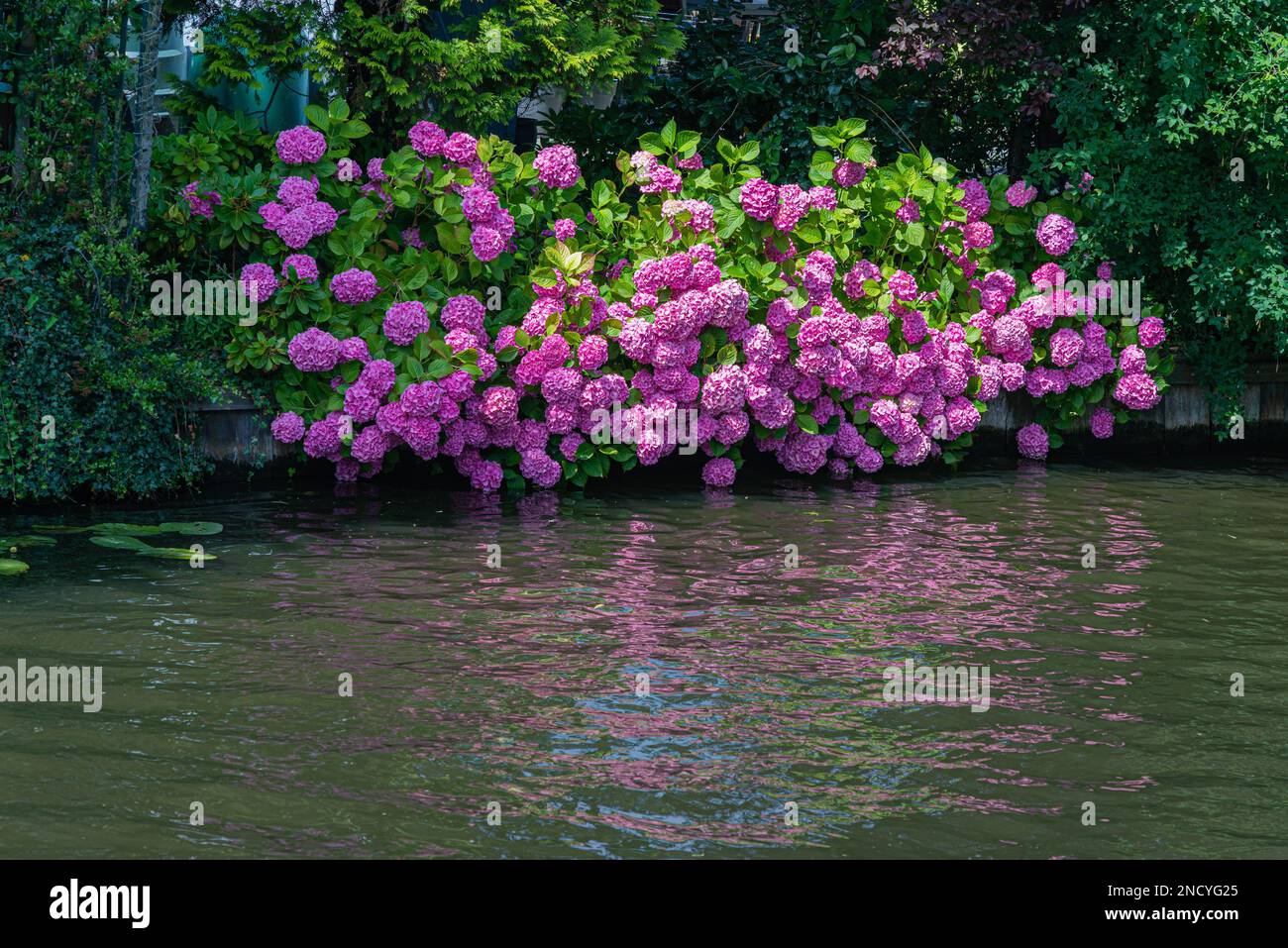 Vista sui giardini fioriti dalle barche sul canale di Leiden, Paesi Bassi Foto Stock