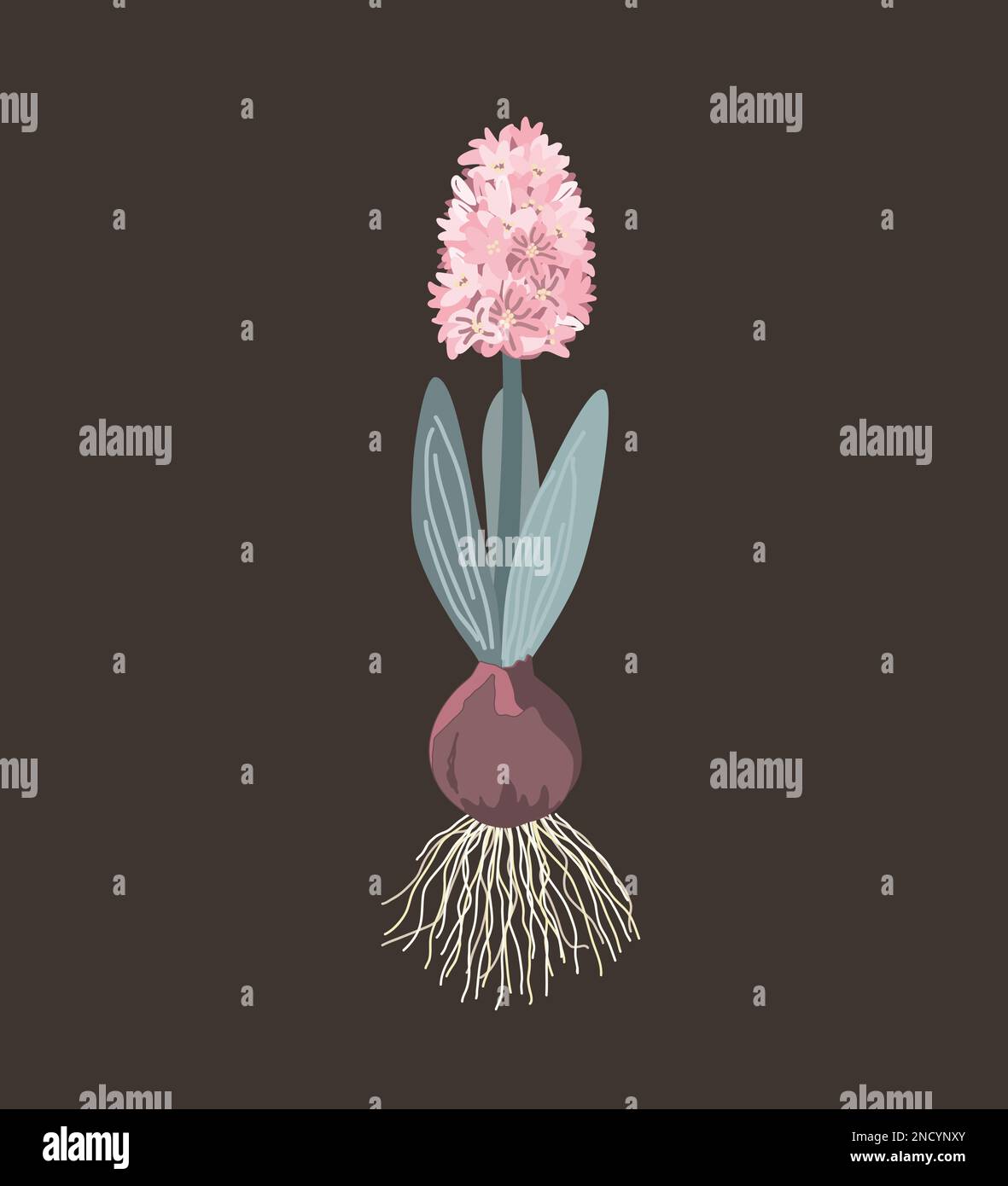 Giacinto rosa con cipolla, radici, foglie e fiori isolati su fondo scuro. Illustrazione vettoriale. Illustrazione Vettoriale