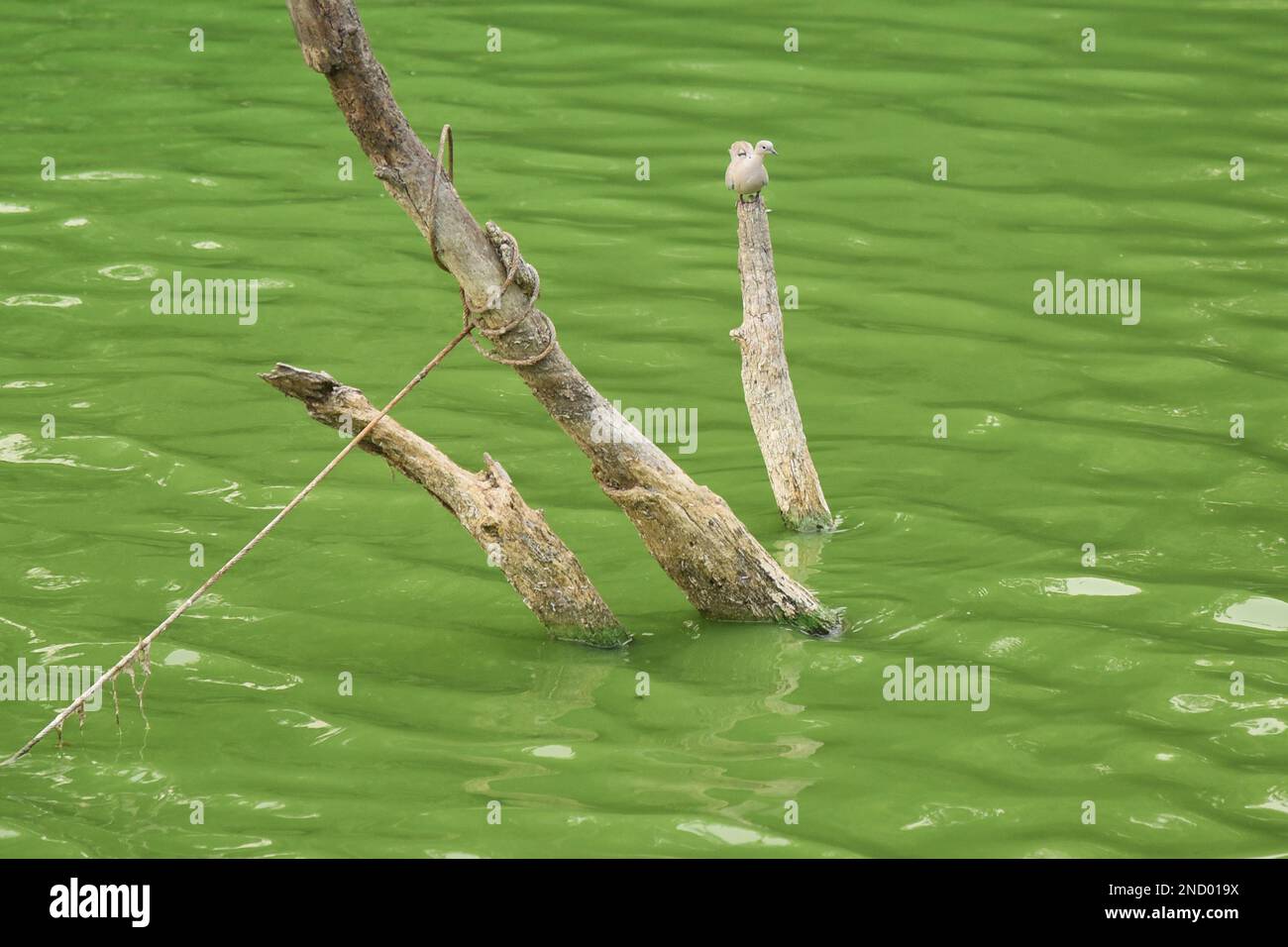 Le colombe sono uccelli comuni con una storia molto simbolica. Molte religioni e culture celebrano le colombe come simbolo di pace. Foto Stock