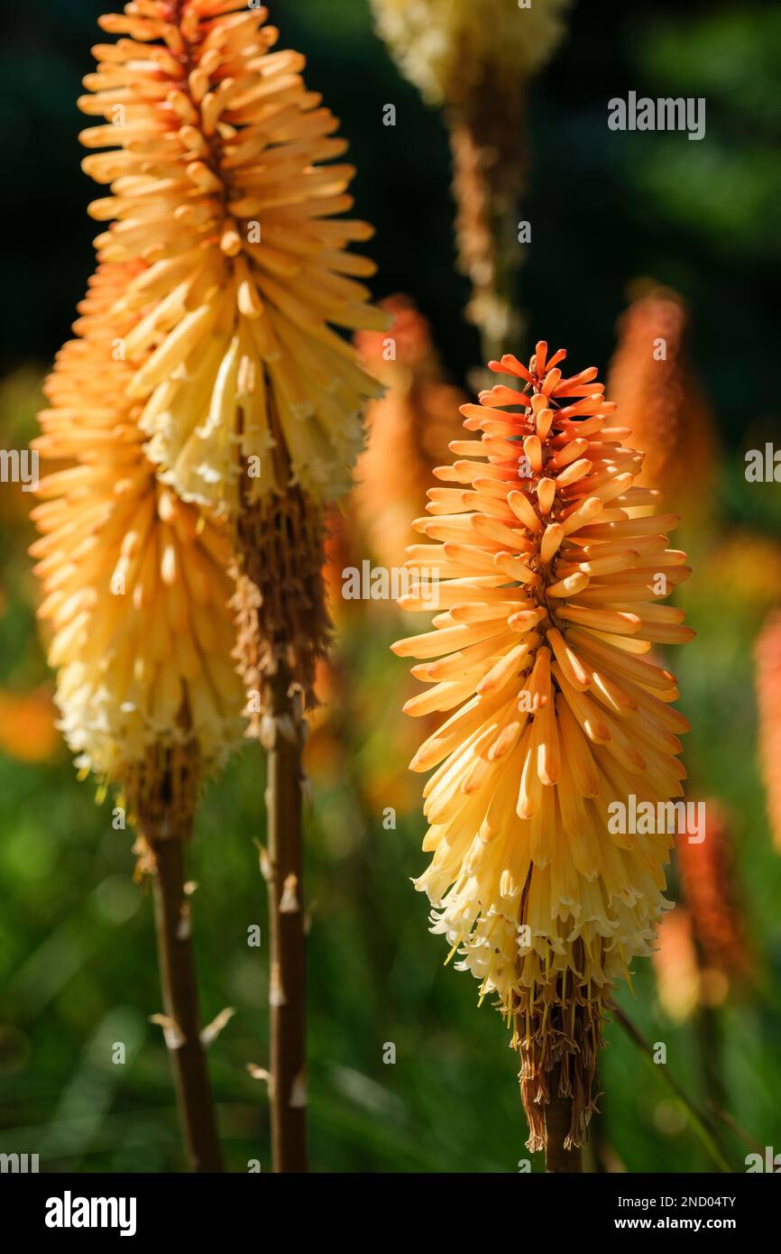 Kniphofia Tawny King, poker rosso-caldo Tawny King, perenne gemme arancio opaco che si aprono a fiori crema Foto Stock