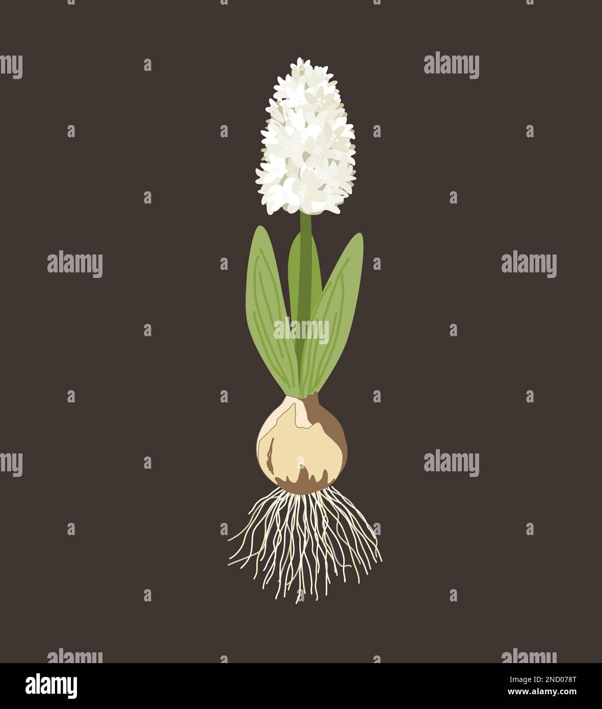 Giacinto bianco con cipolla, radici, foglie e fiori isolati su fondo scuro. Illustrazione vettoriale. Illustrazione Vettoriale