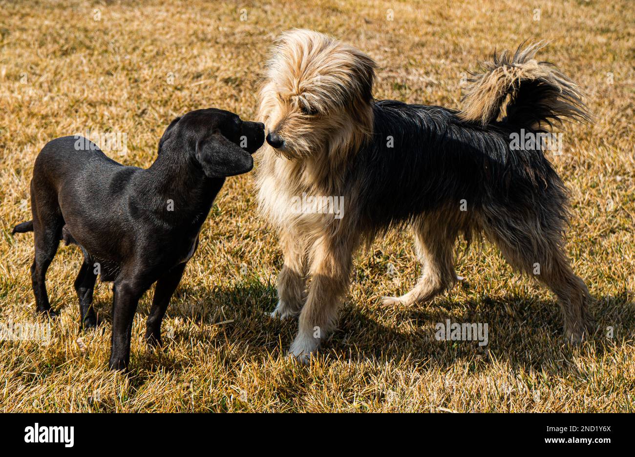 Cani carini senza tetto che giocano all'aperto in una giornata di sole Foto Stock