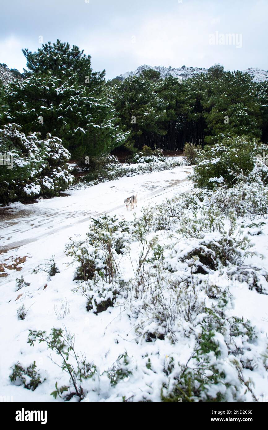 Pittoresco scenario di foresta innevata con alberi sempreverdi e solitario cane a piedi su percorso ghiacciato in natura Foto Stock