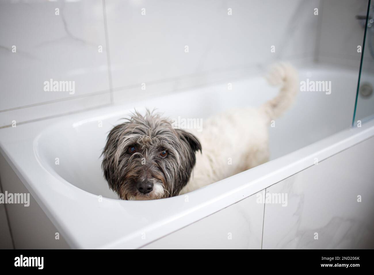 Innocente cane con pelliccia lunga in bianco e nero che ha tempo bagno e guardando la macchina fotografica Foto Stock
