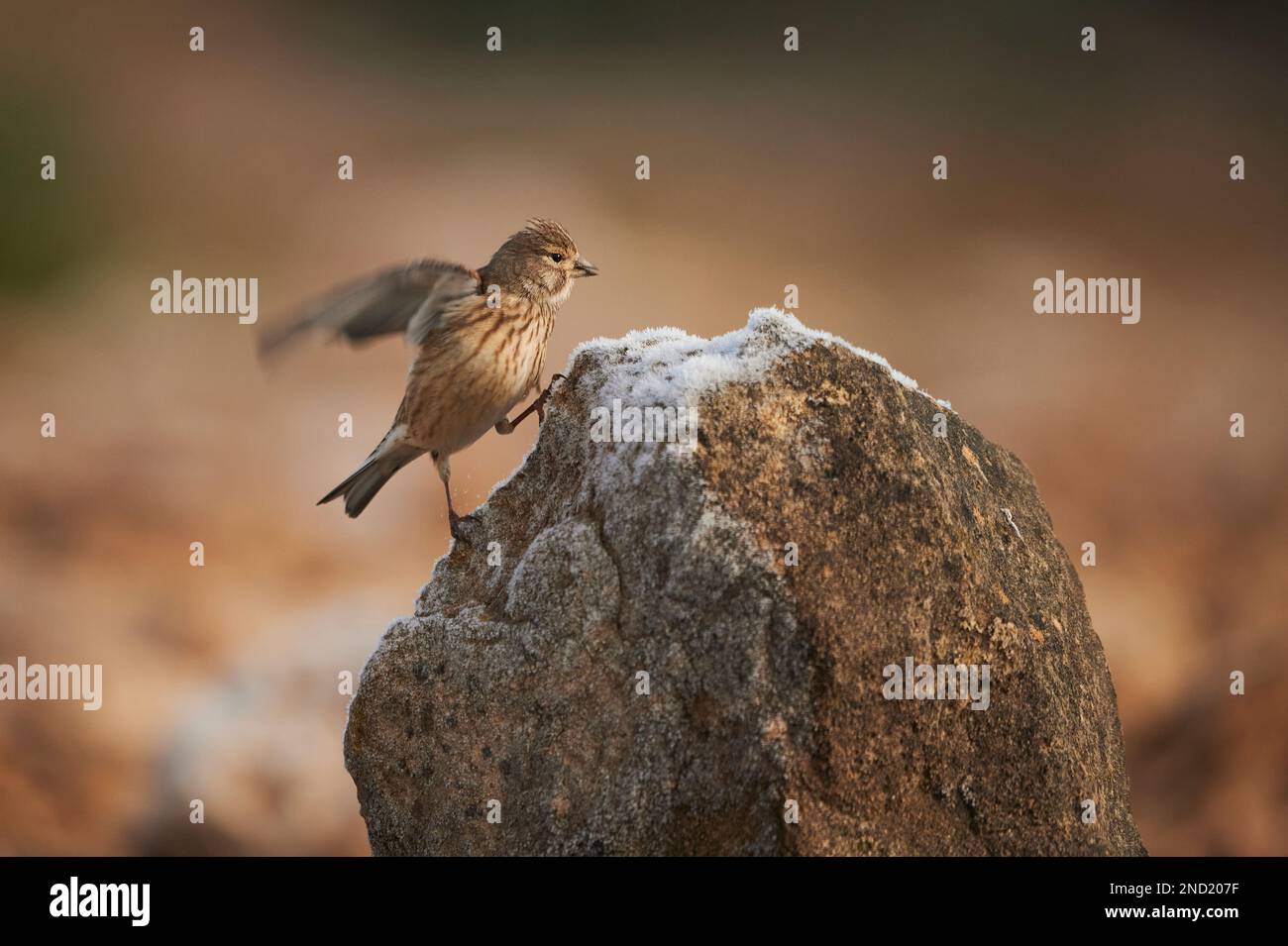Adorabile piccolo uccello comune linnet che si eruttano su pietra grezza in ambiente naturale su sfondo sfocato Foto Stock