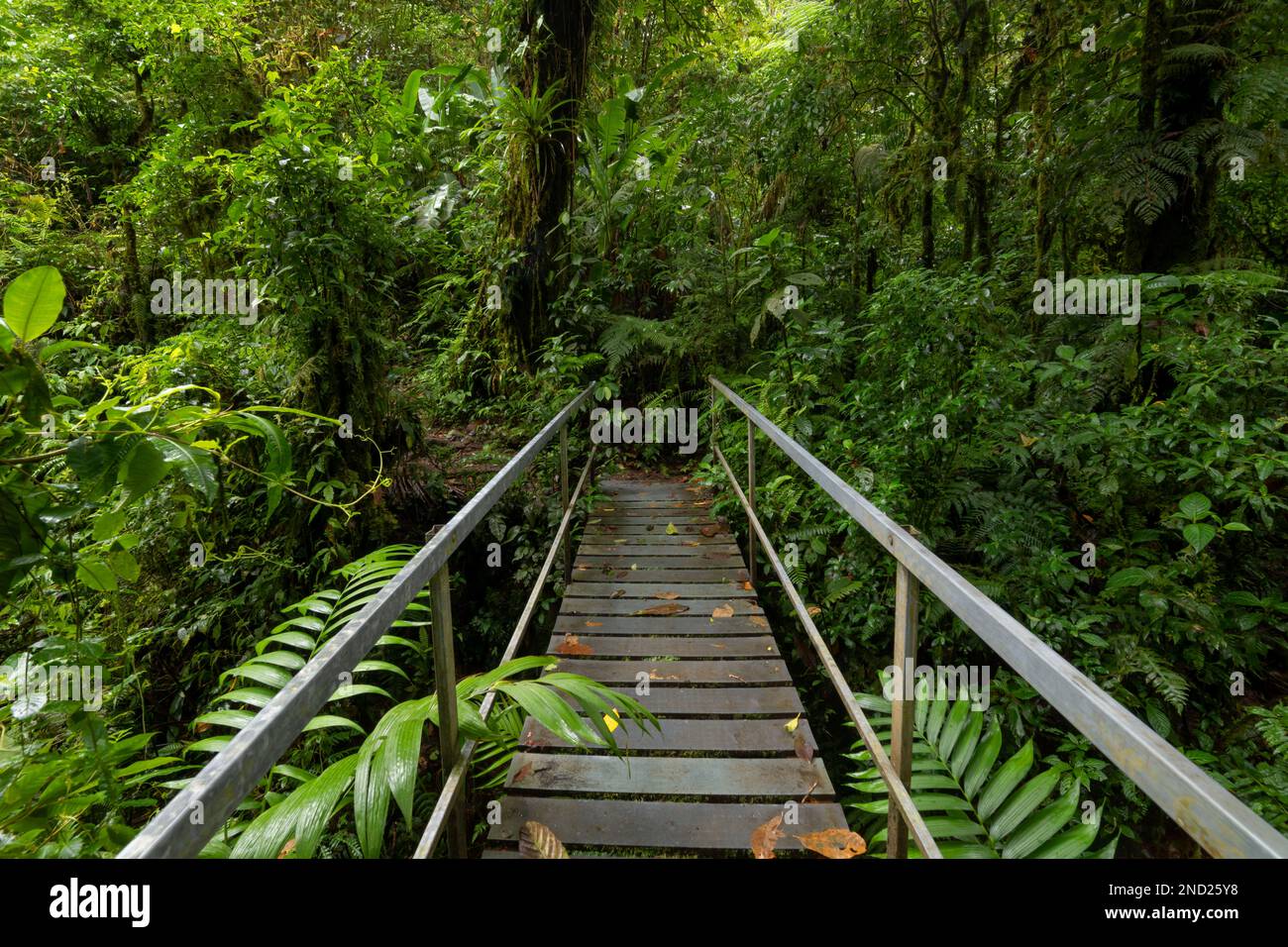 Vista prospettica del ponte di legno vuoto con alberi verdi sulla foresta in Costa Rica Foto Stock