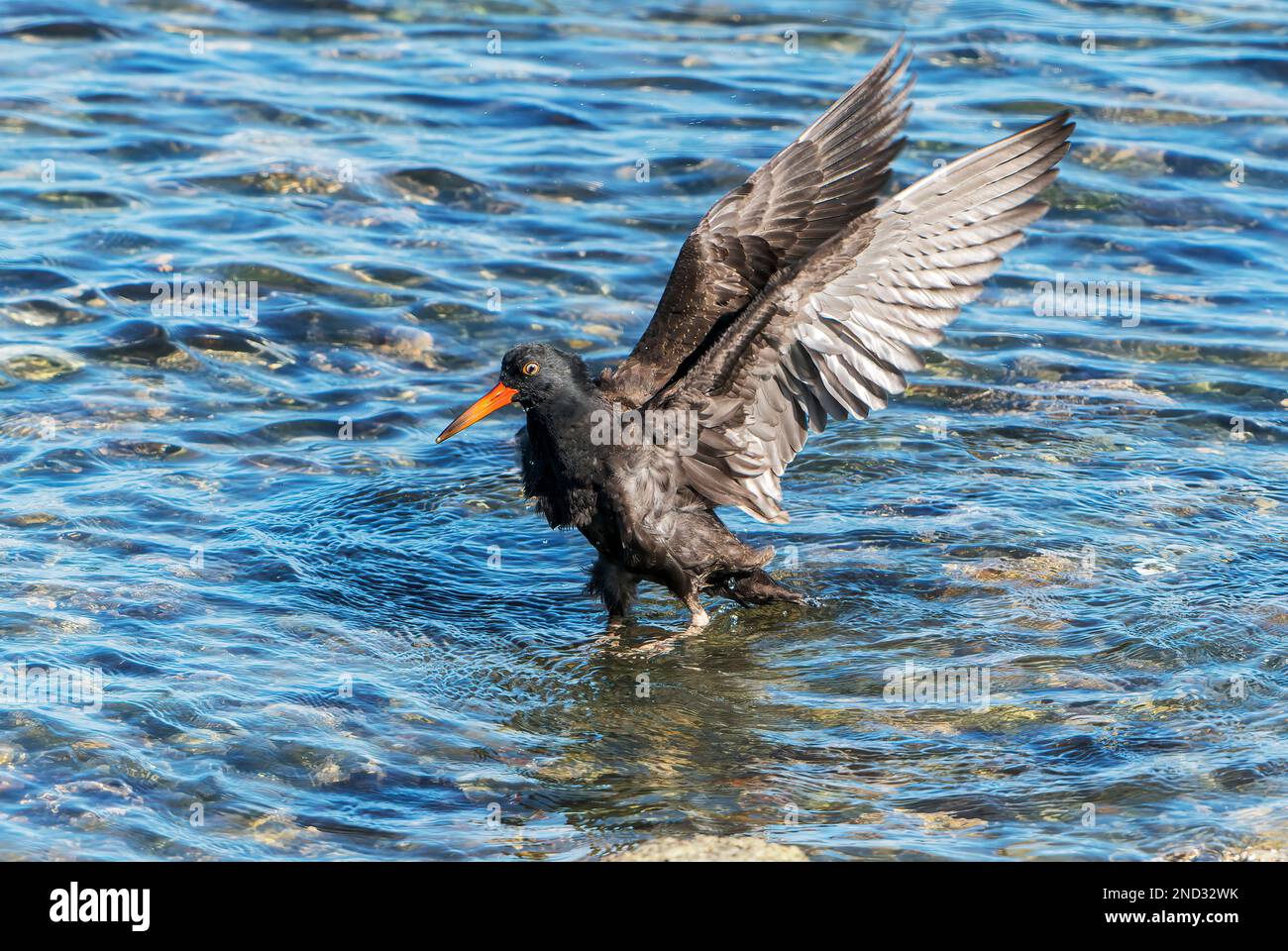 Black Ostercatcher, Hematopus bachmani, bagno singolo adulto sulla spiaggia, Vancouver Island, Canada Foto Stock