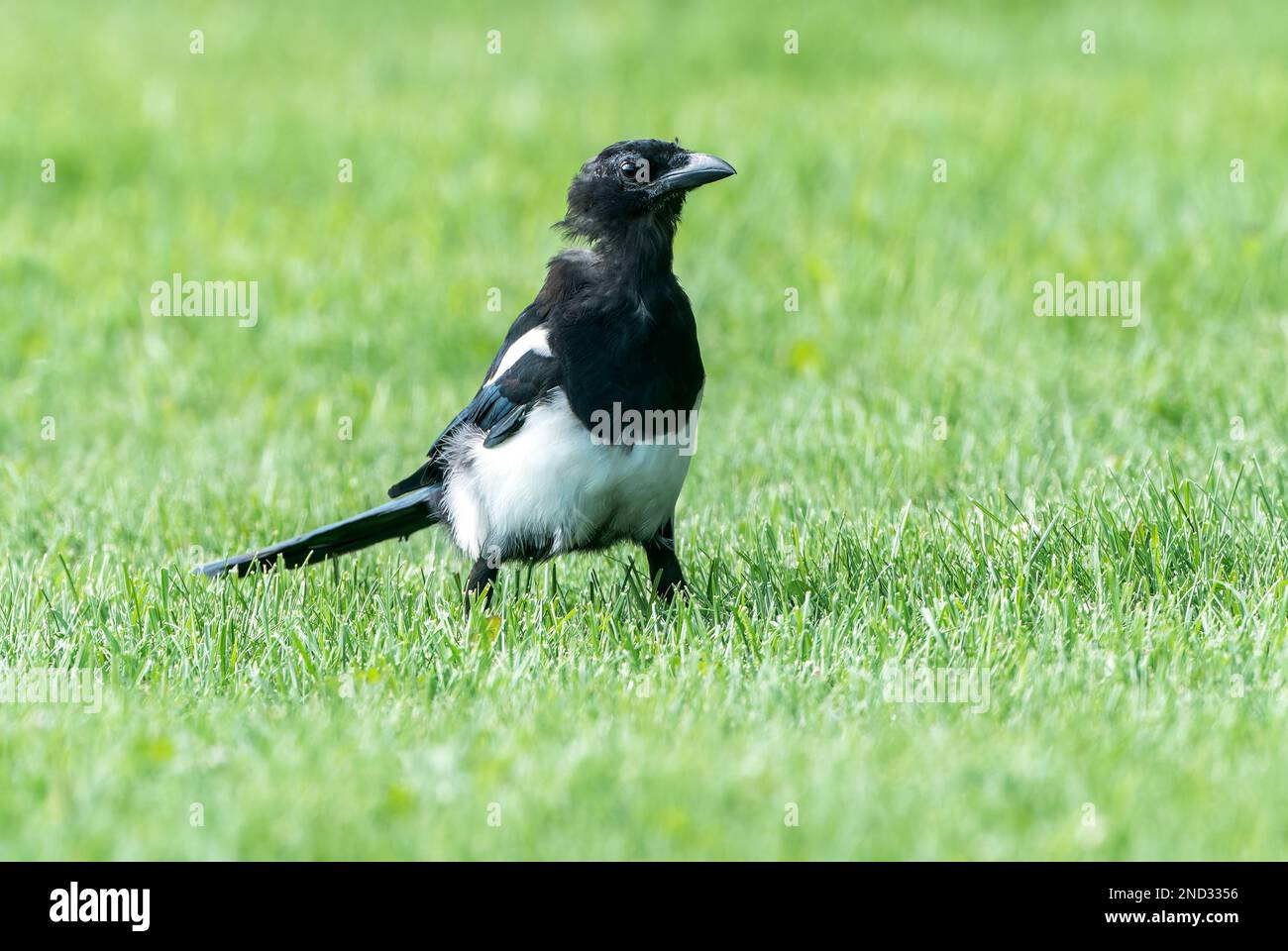 Magpie con farine nere o magpie nordamericane, Picus hudsonia, da solo per adulti mentre si è in piedi sul prato, Jasper, Rocky Mountains, Canada Foto Stock