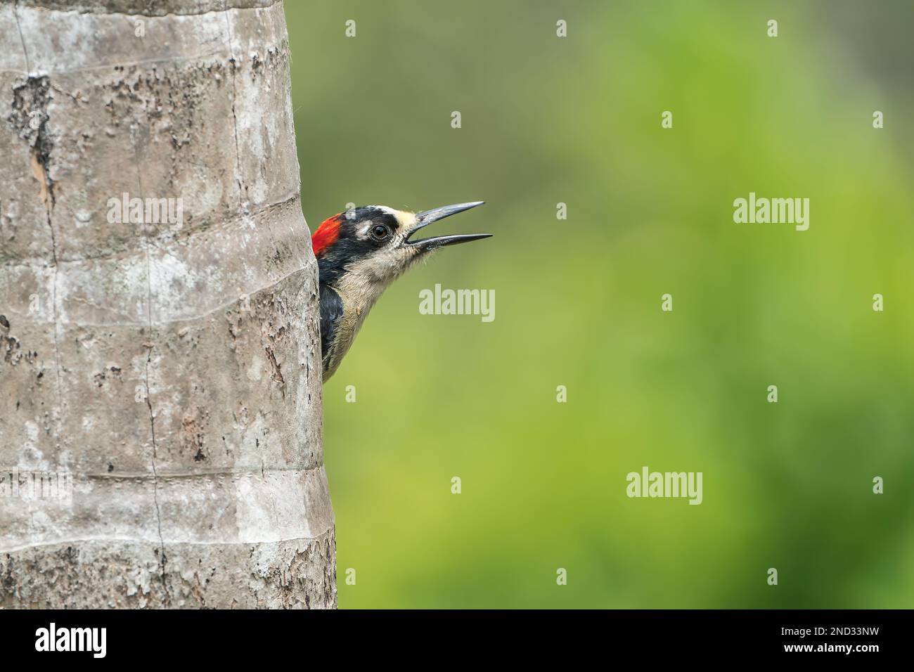 Picchio nero, Melanerpes pucherani, adulto singolo che emerge dal buco nido nell'albero, Laguna de Lagarto, Costa Rica Foto Stock