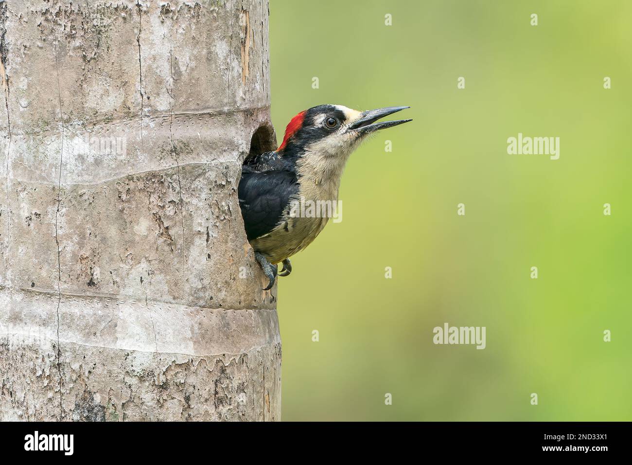 Picchio nero, Melanerpes pucherani, adulto singolo che emerge dal buco nido nell'albero, Laguna de Lagarto, Costa Rica Foto Stock